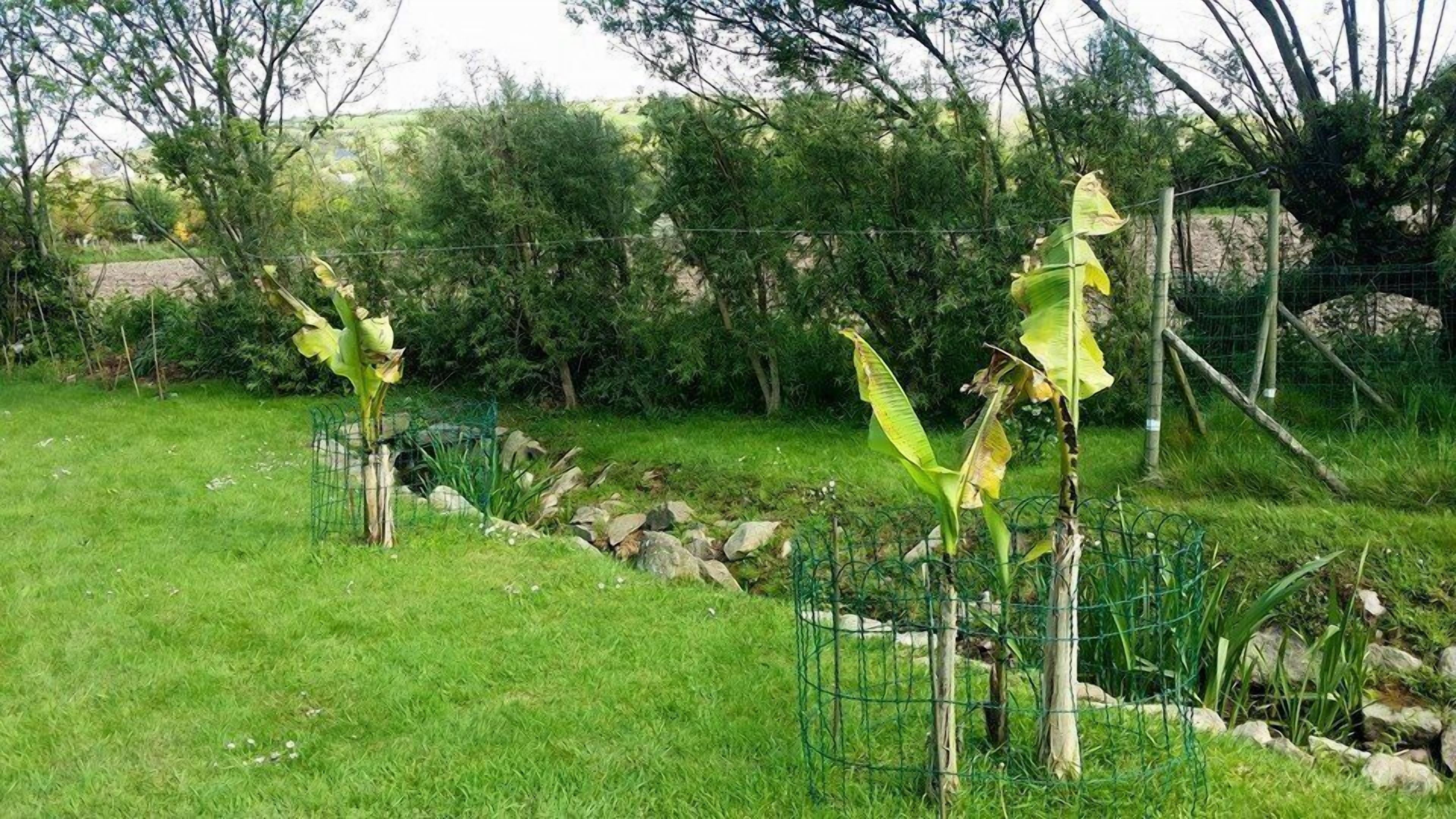 Un espace extérieur verdoyant, avec une clôture en fil de fer et des plants de bananiers.