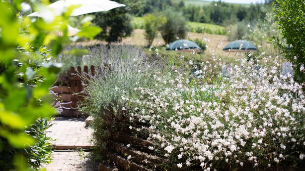 Un chemin de jardin bordé de fleurs blanches et de feuillage verdoyant, menant à une construction en briques.
