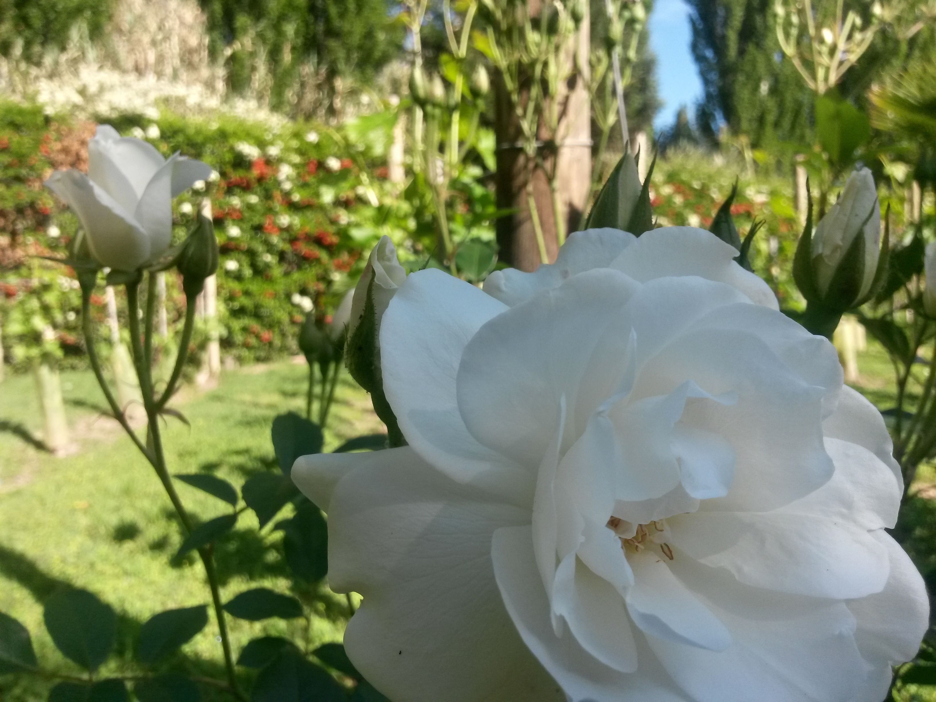 Eine blühende weiße Rose vor einem Garten.