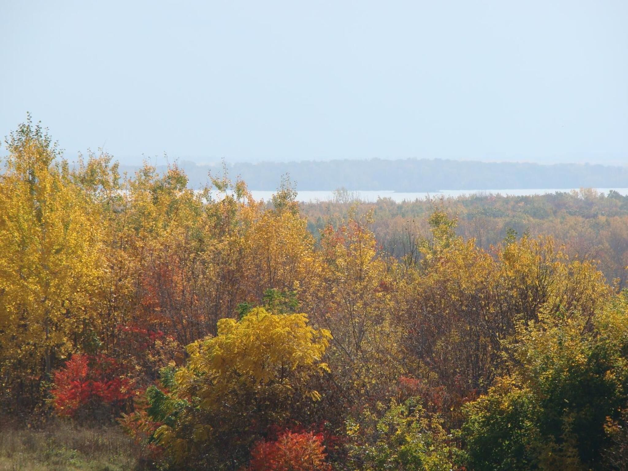 A forested landscape with a lake in the background.