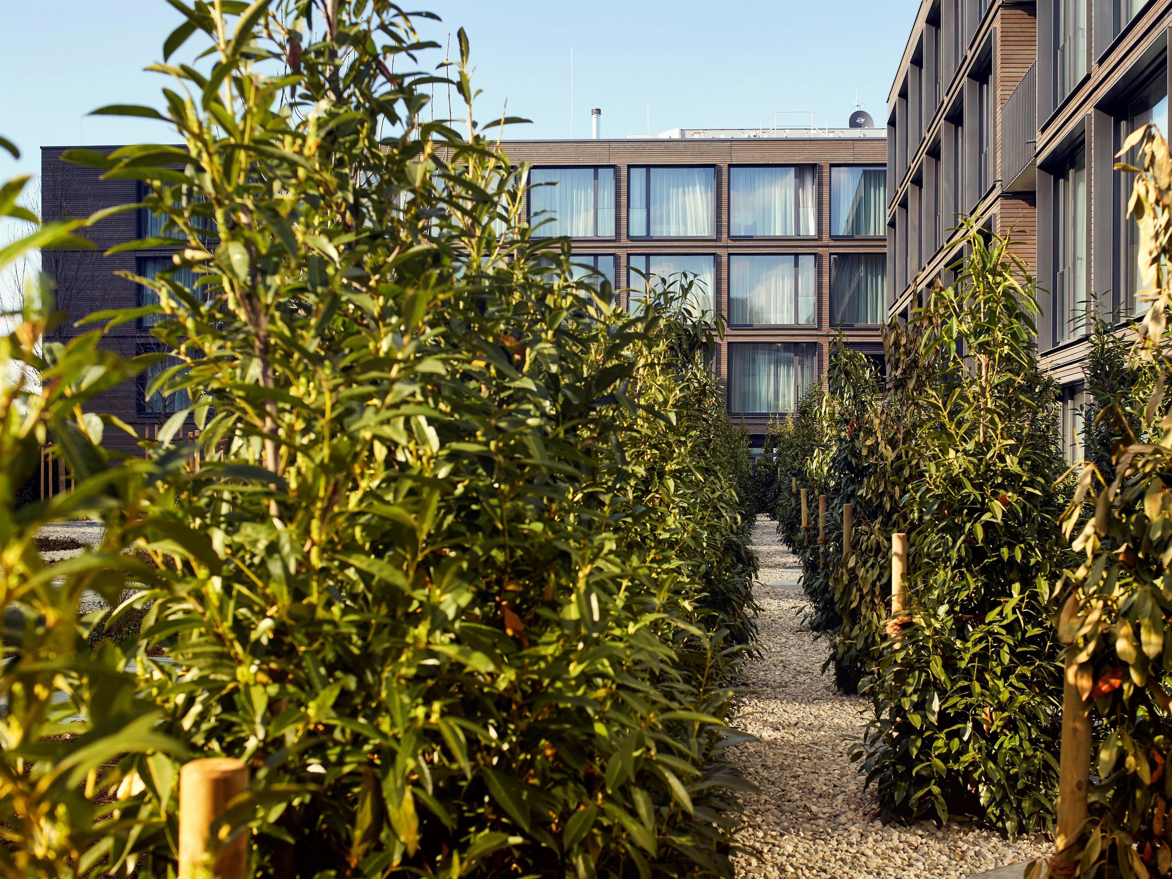 A pathway flanked by dense greenery leading to a modern building with large windows and a flat roof.