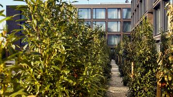 A pathway flanked by dense greenery leading to a modern building with large windows and a flat roof.