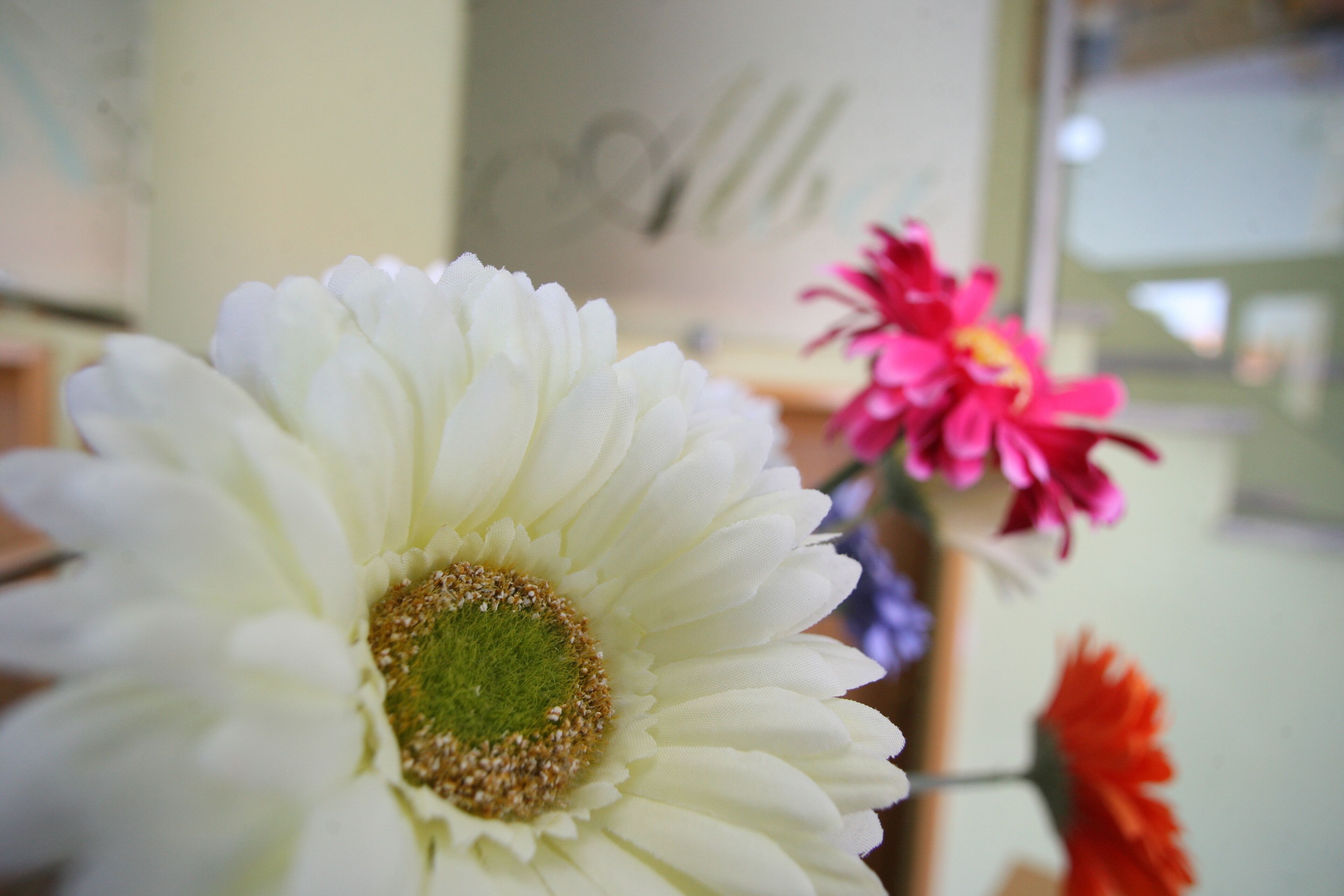 Un gros plan d’une fleur blanche à cœur vert, peut-être une marguerite, dans une pièce où d’autres fleurs sont visibles en arrière-plan.