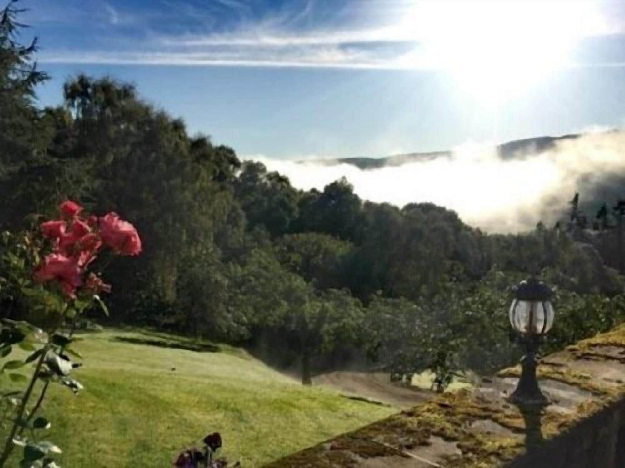 Une vue d’un parc avec un lampadaire, une fleur et un sentier qui traverse une zone boisée.
