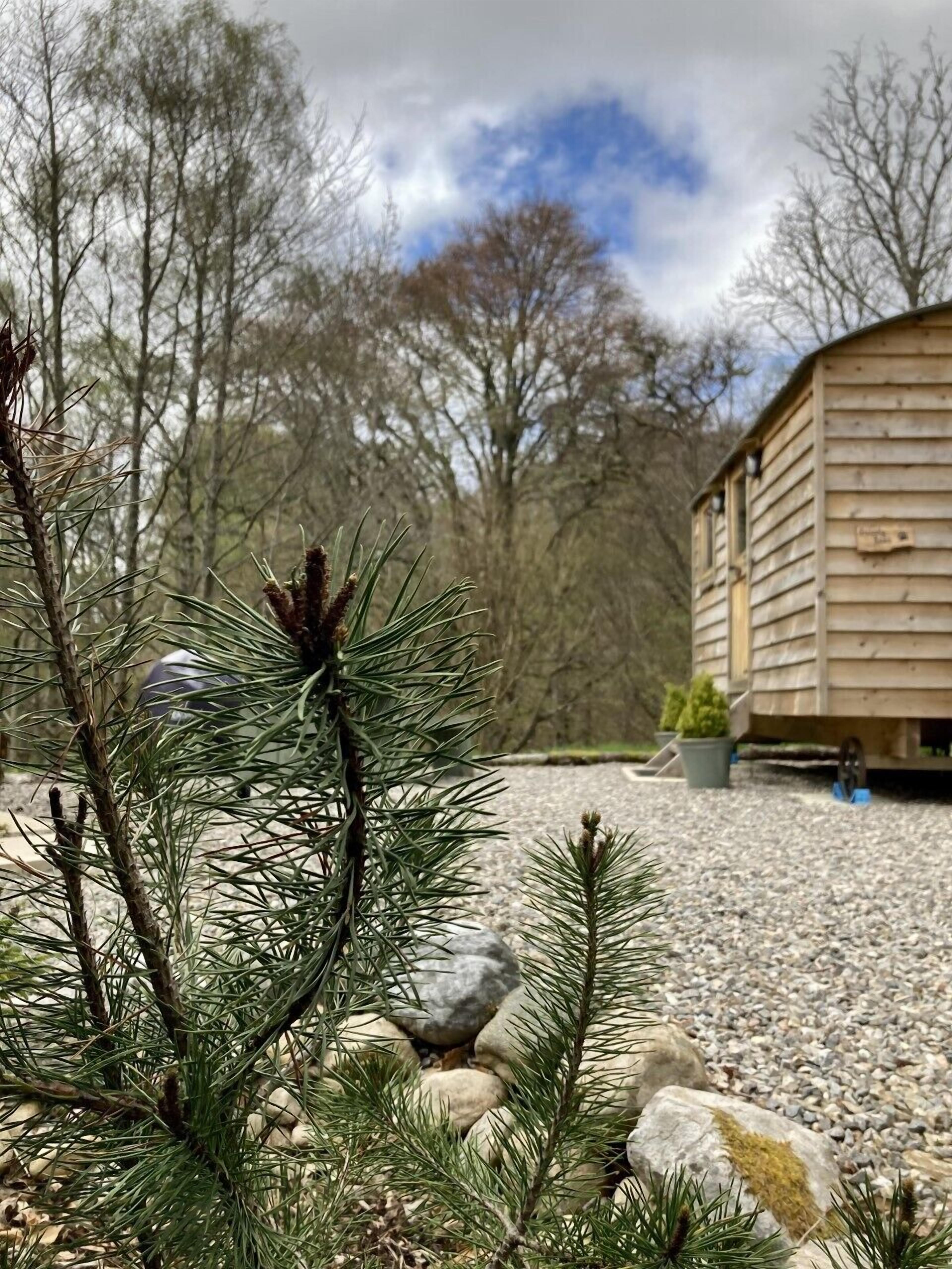 A wooden cabin with a gravel driveway, surrounded by pine trees and a stone pathway.