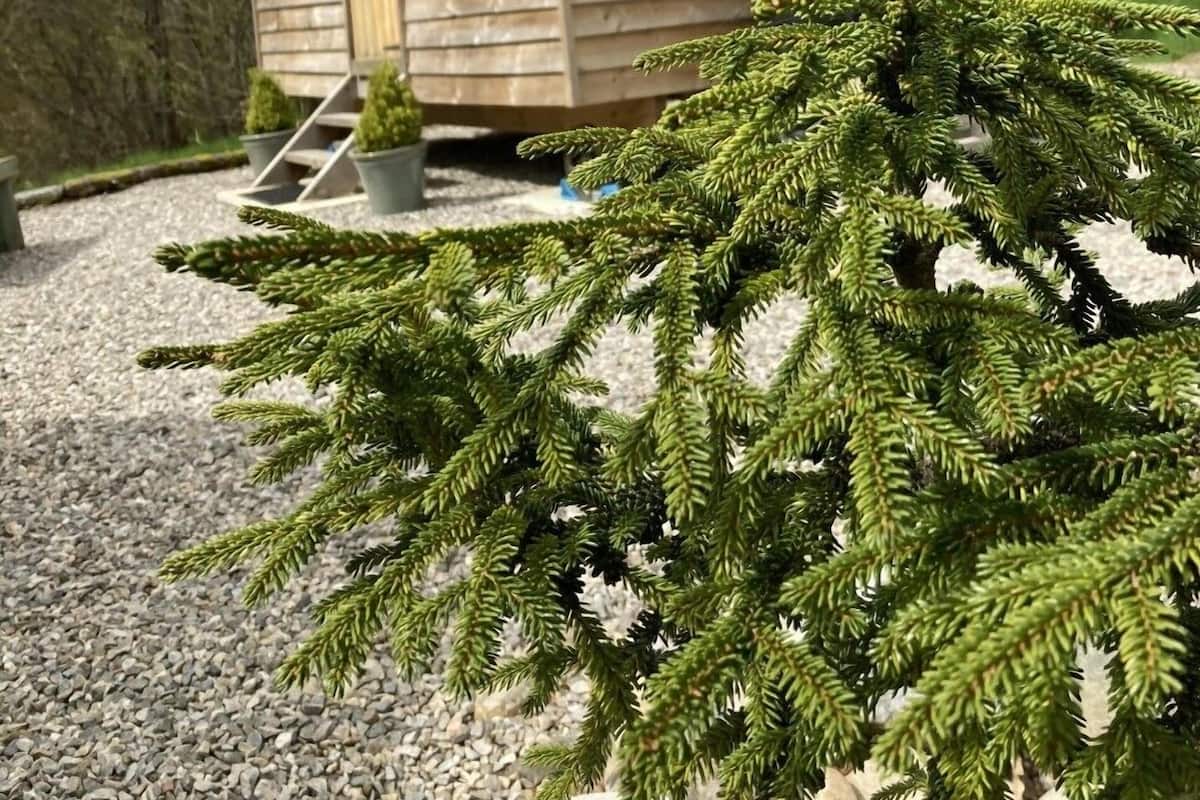 Una cabaña de madera con entrada de grava y un pequeño árbol en primer plano.