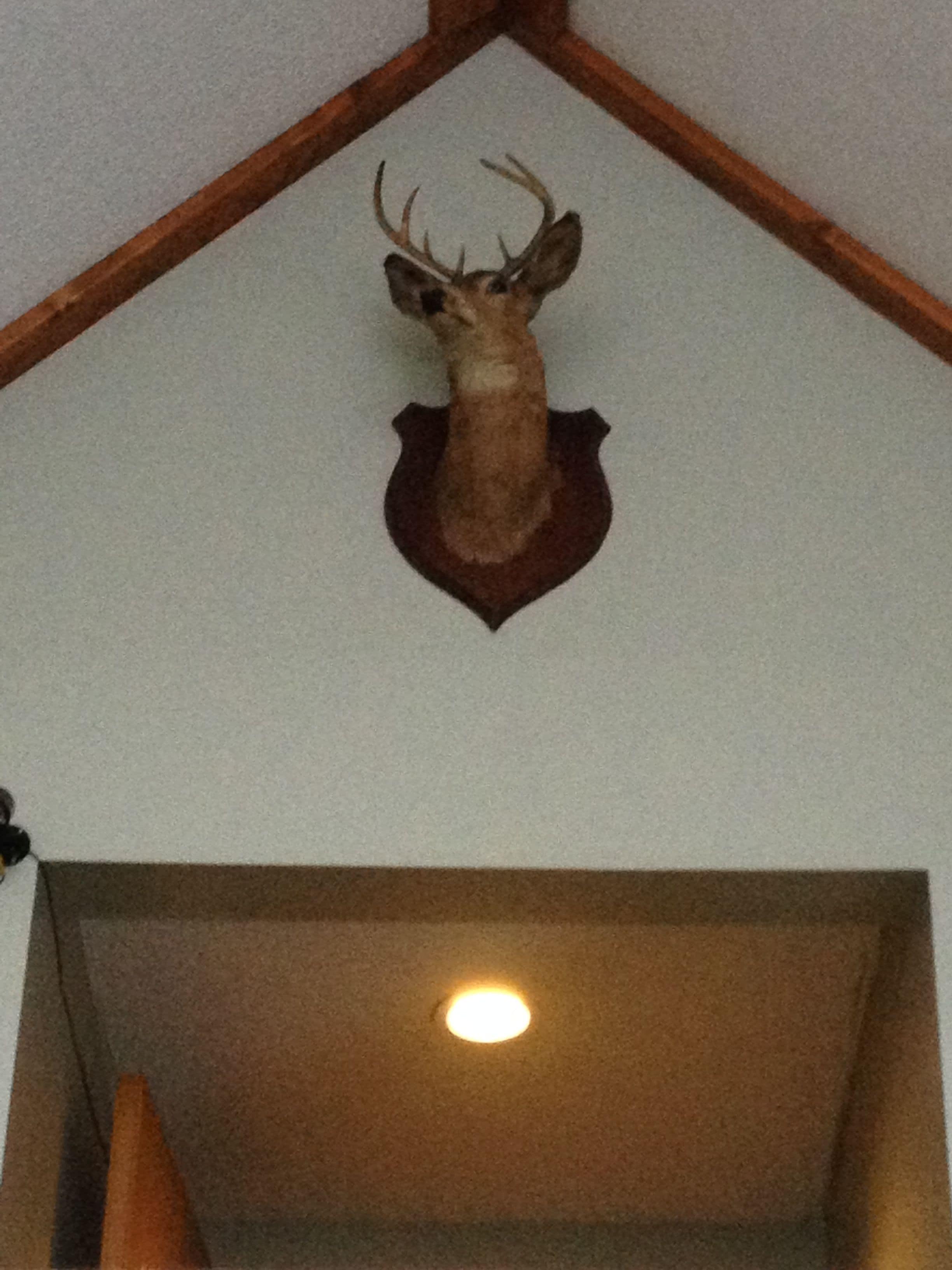 Una cabeza de venado montada en la pared.