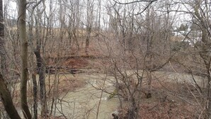 A natural landscape with a water body surrounded by trees and dry leaves. - Chaffee Lodge (Chaffee)