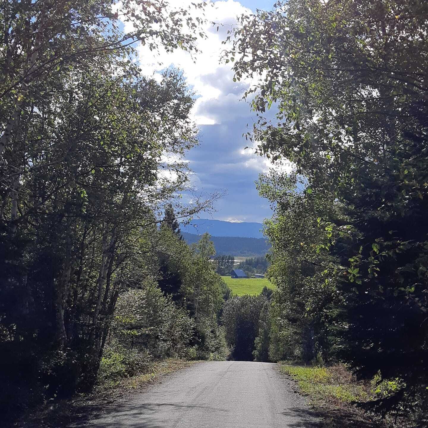 Una carretera rural bordeada de árboles densos que lleva a una vista distante de un campo verde y montañas.