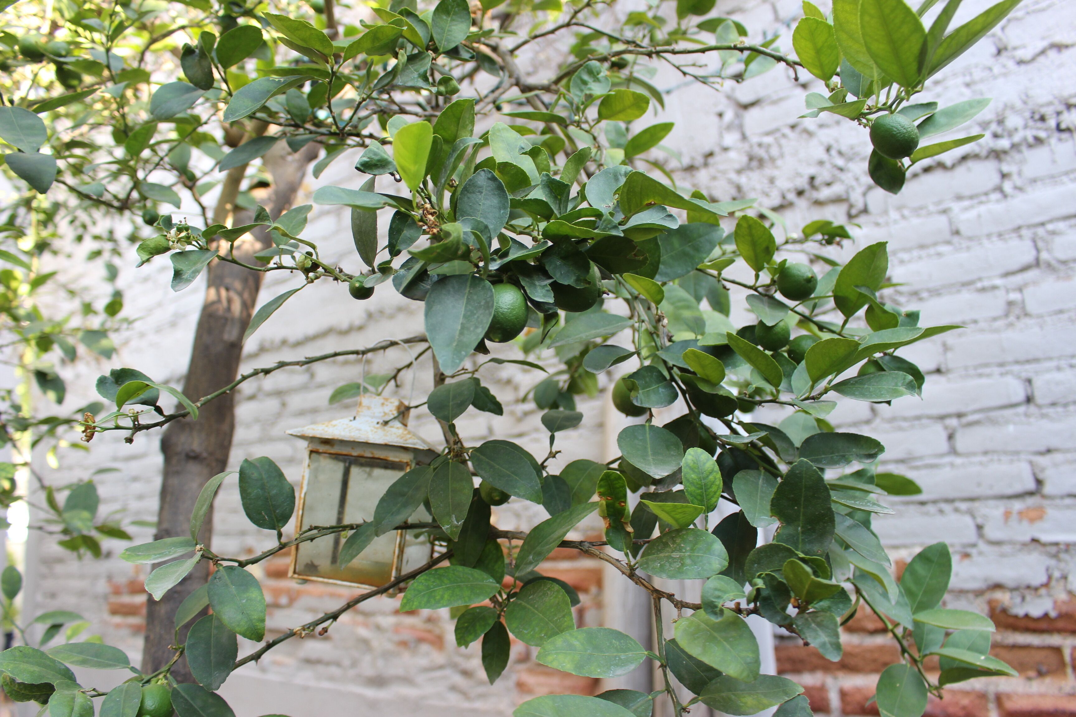 A tree with green leaves and a lantern hanging from its branches.