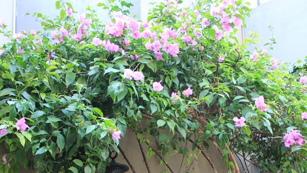 A wooden gate with a climbing plant and flowers.