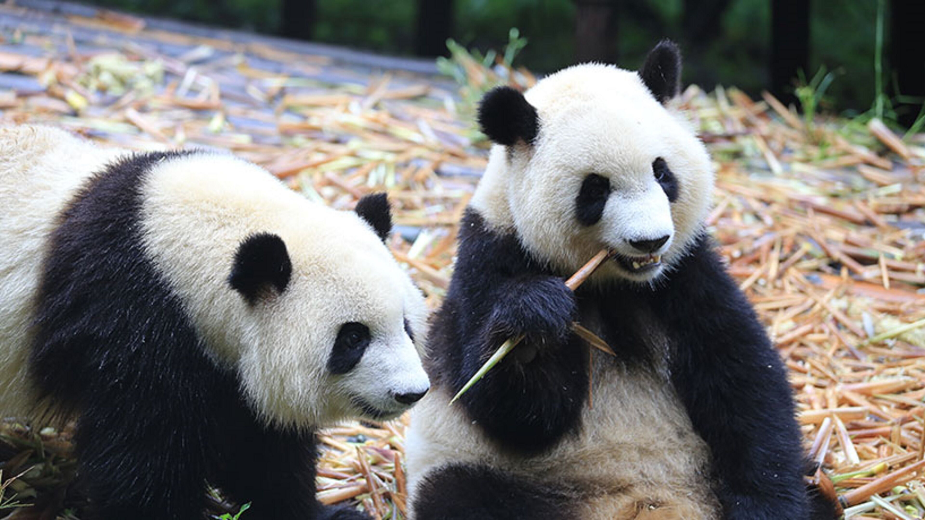 Two pandas eating bamboo.