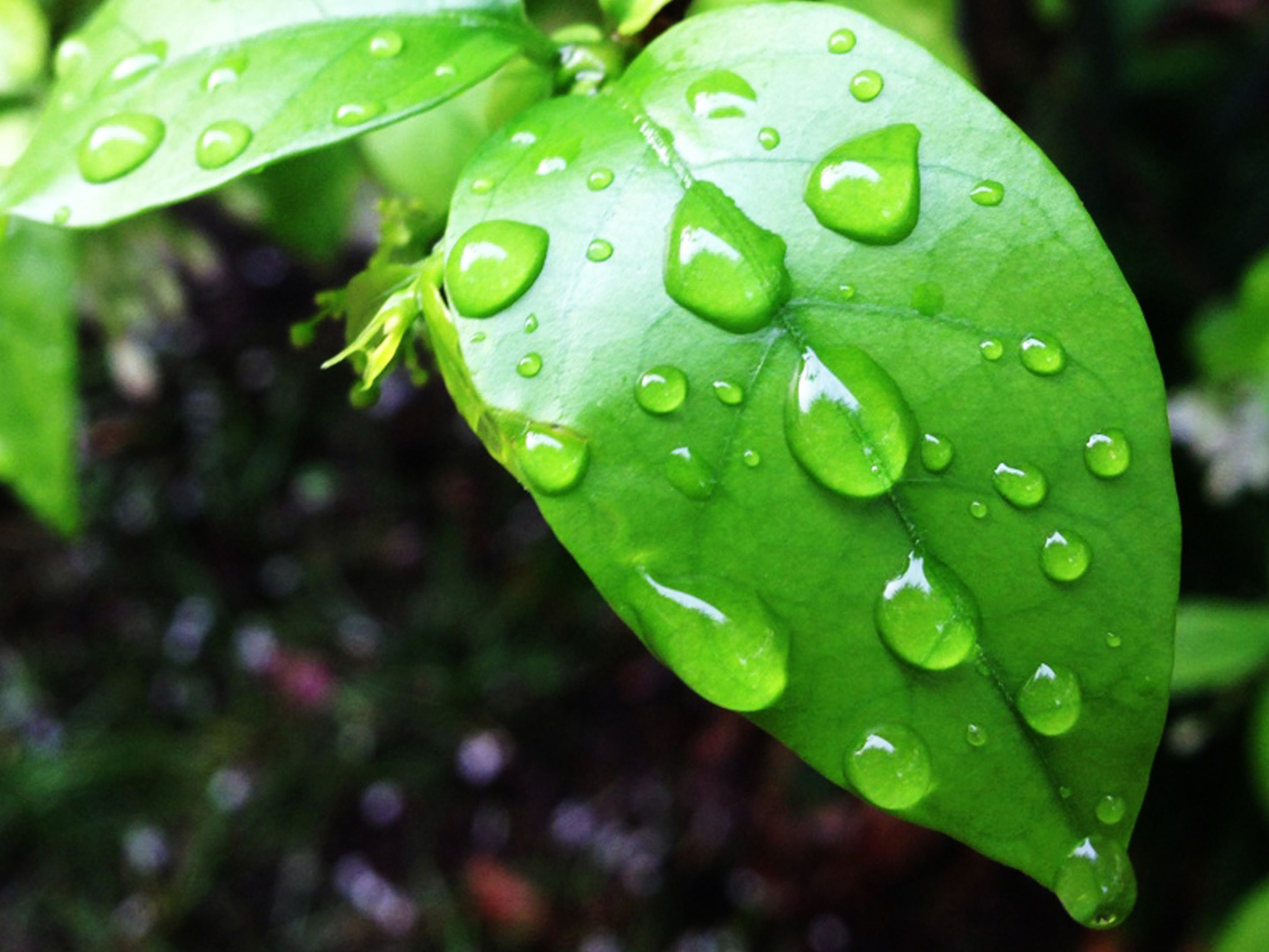 Primer plano de una hoja verde con gotas de agua, señal de lluvia reciente o rocío.