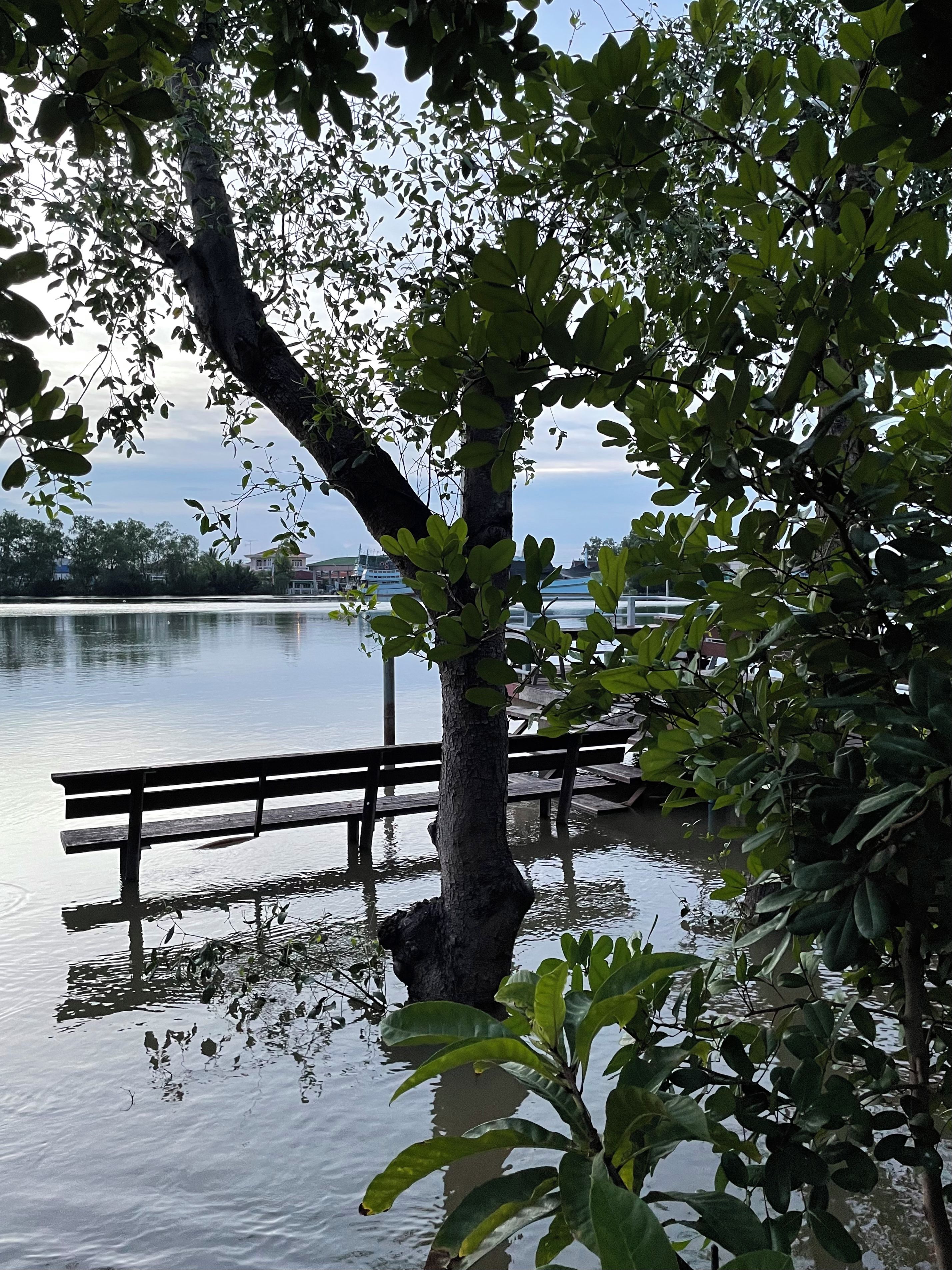 A tree partially submerged in water with a wooden bench and a dock in the background.