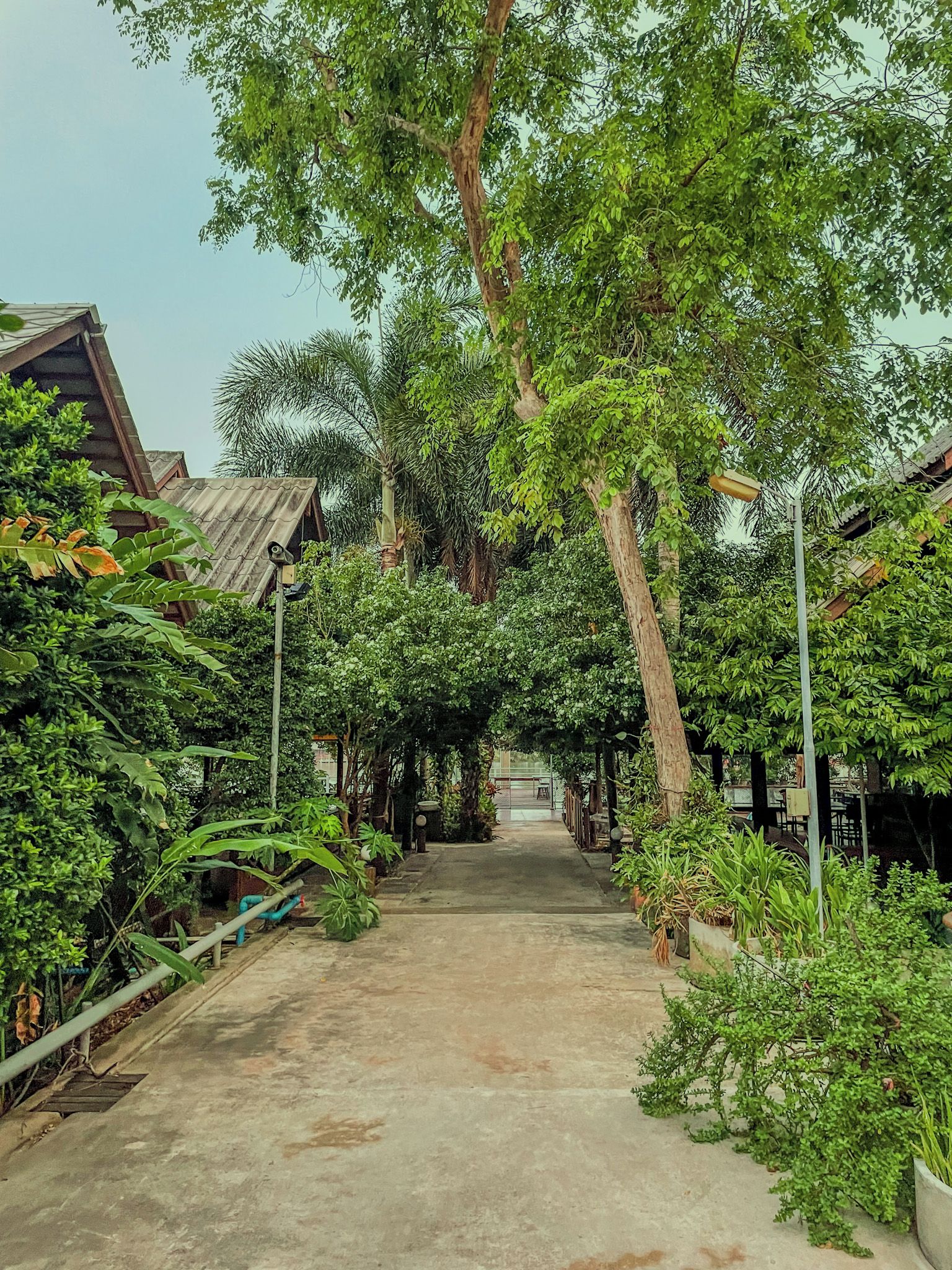 A pathway flanked by lush greenery and trees, leading to a building with a sloped roof.