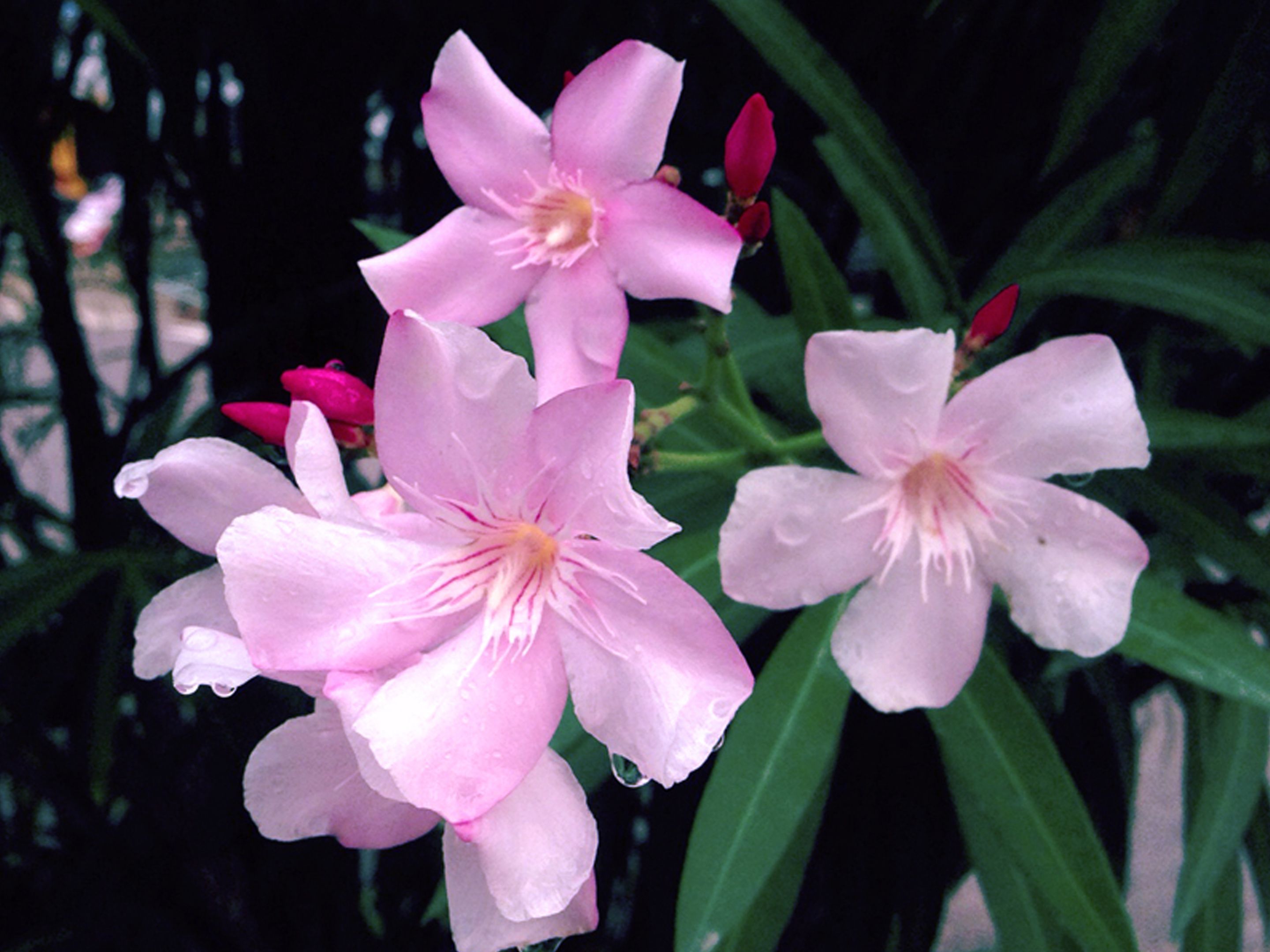 Deux fleurs roses ornées de gouttelettes d’eau bien visibles, entourées de feuilles vertes.