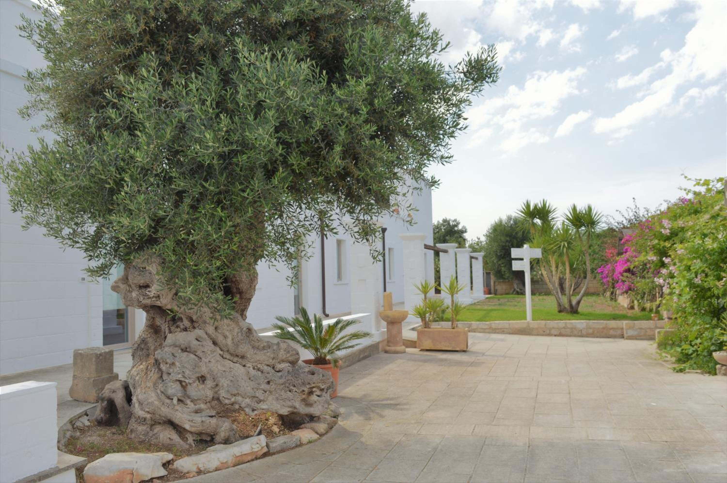 Un'area verde curata con un albero grande, piante in vaso e un vialetto che conduce a un edificio.