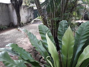 Un jardín con grandes hojas verdes, un muro de hormigón y un sendero de tierra.