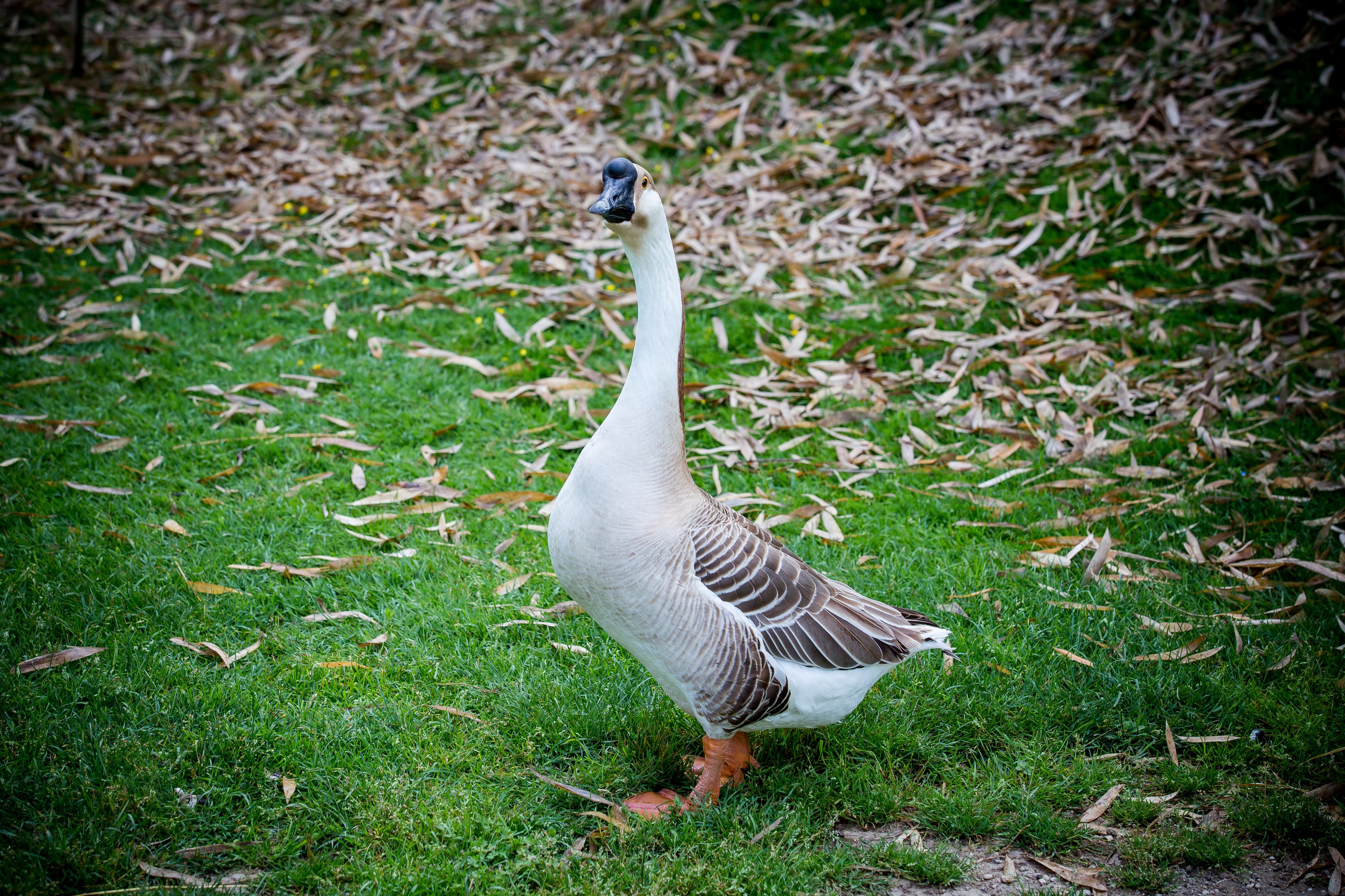Foto - Agriturismo Bosco Del Gal