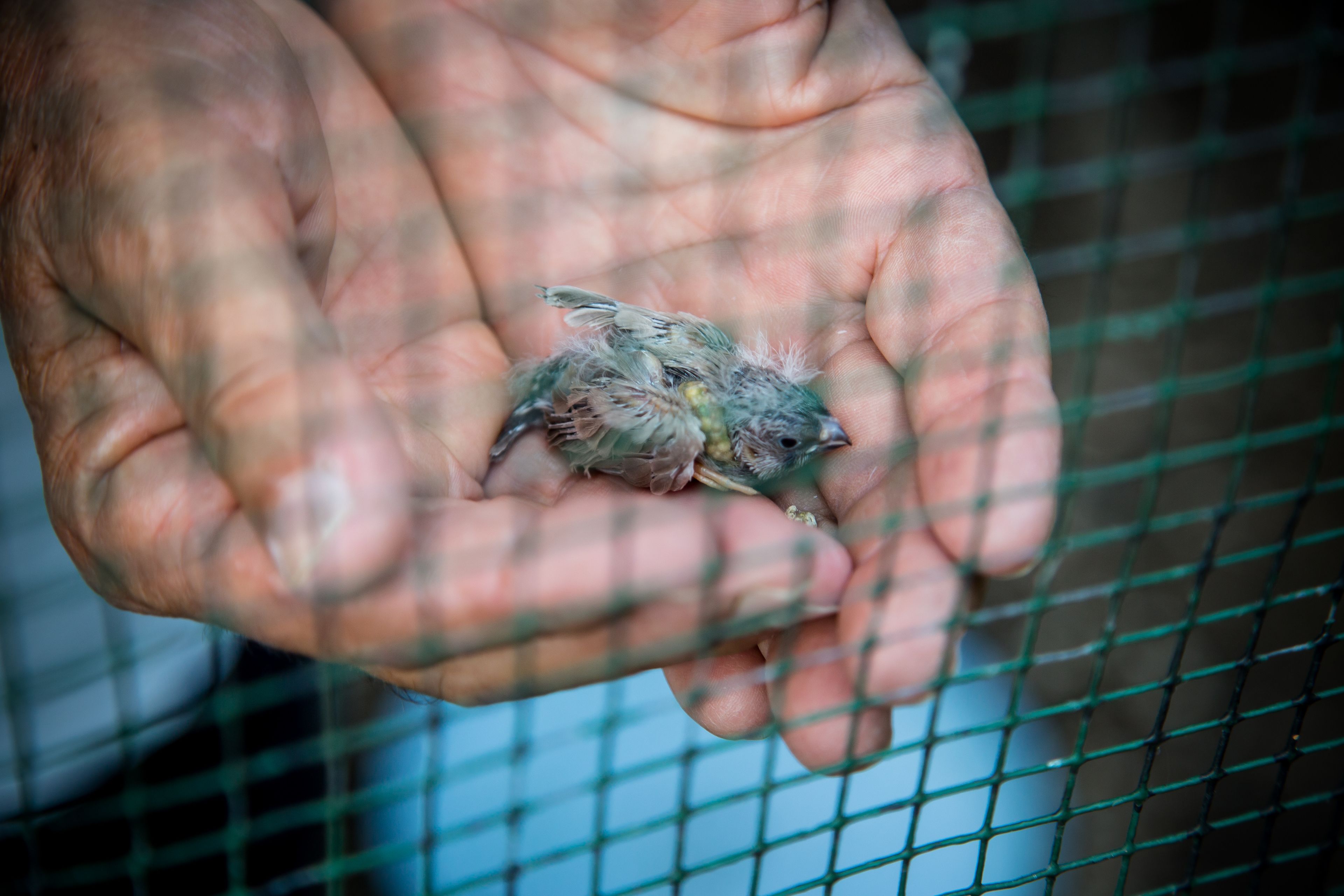 Eine Hand hält ein kleines, gefiedertes Tier, vermutlich ein Vogel, vor einem Hintergrund aus Drahtgeflecht.