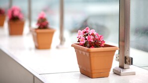 Terracotta pots with pink flowers on a balcony railing. - Hotel Princess Boutique (Istanbul)