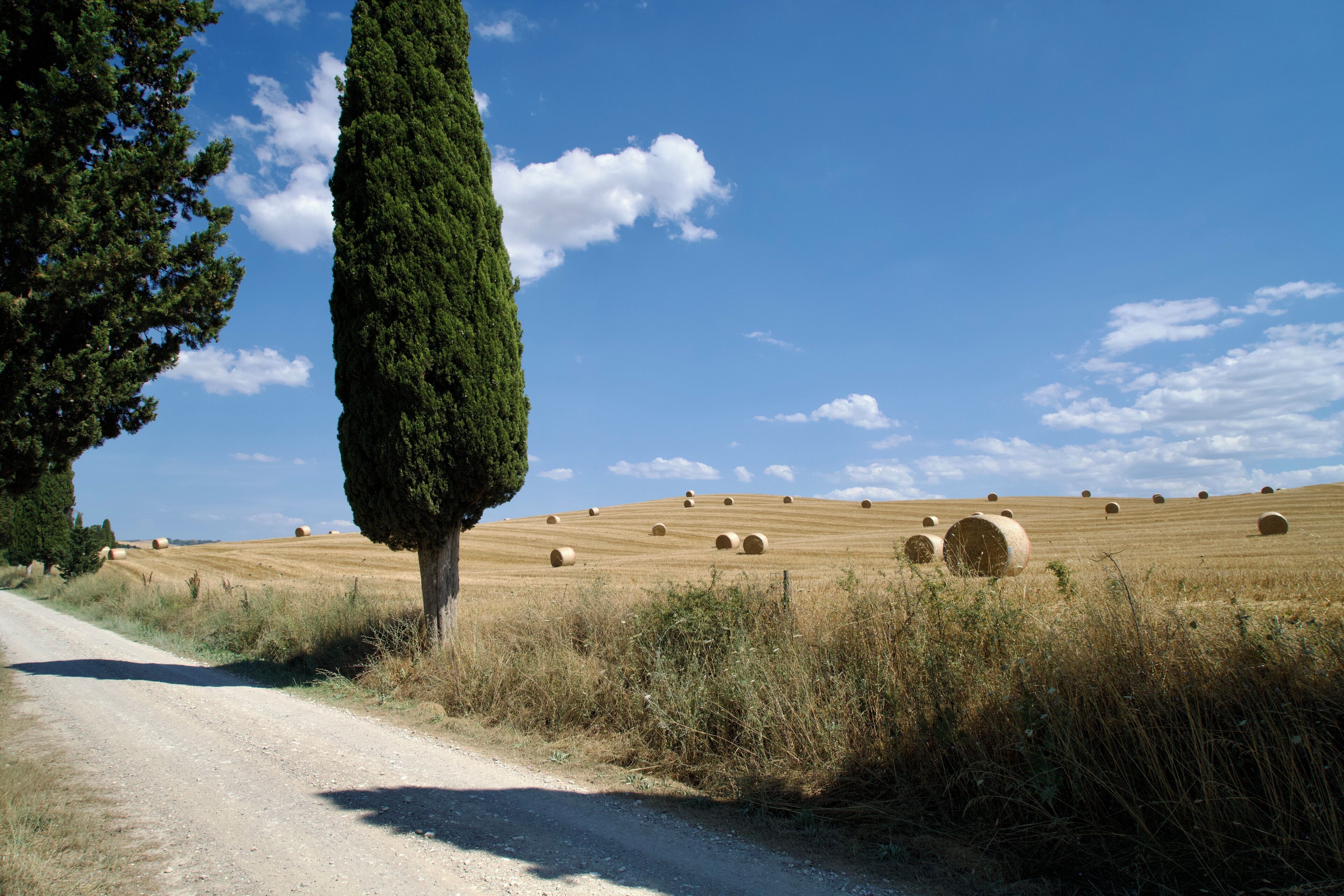 A rural road with hay bales in a field, a tall tree, and a clear blue sky.