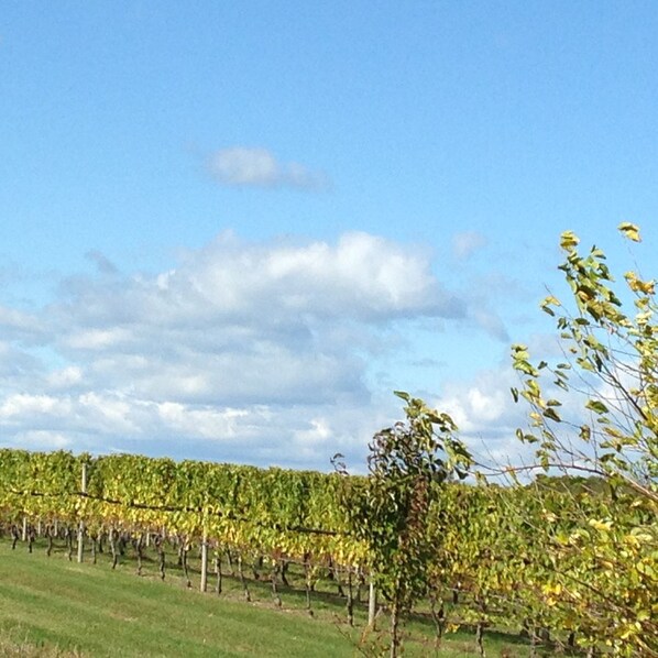 A vineyard with rows of grapevines under a partly cloudy sky. - North Fork Guest House (Cutchogue)