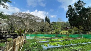 A garden with neatly arranged vegetable plots, a bamboo fence, and a house in the background.