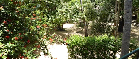 A lush garden with dense foliage and red flowers, a dirt path, and a metal railing.