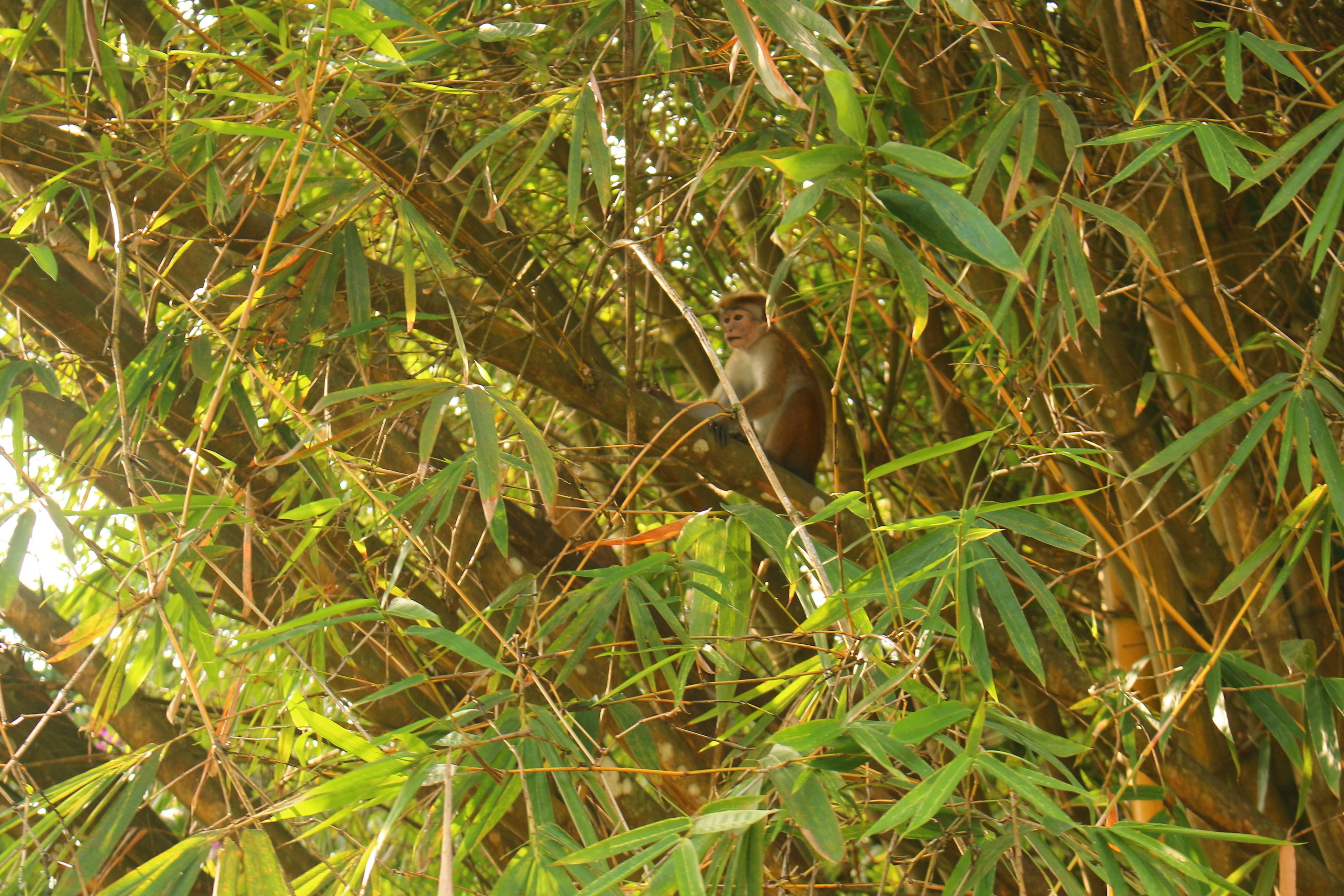 A monkey sitting among dense green foliage.