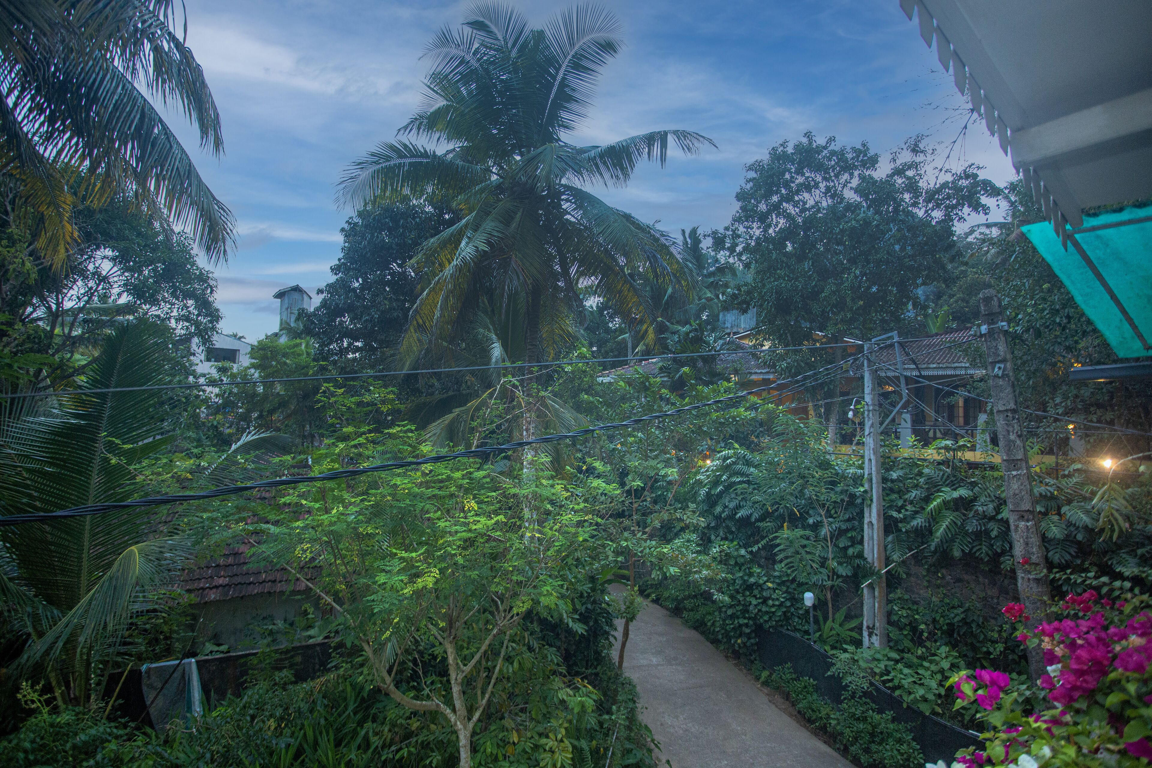 A narrow pathway surrounded by lush greenery and a tall palm tree.