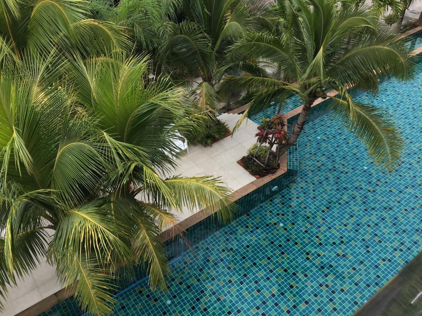 Una piscina en la azotea rodeada de palmeras.