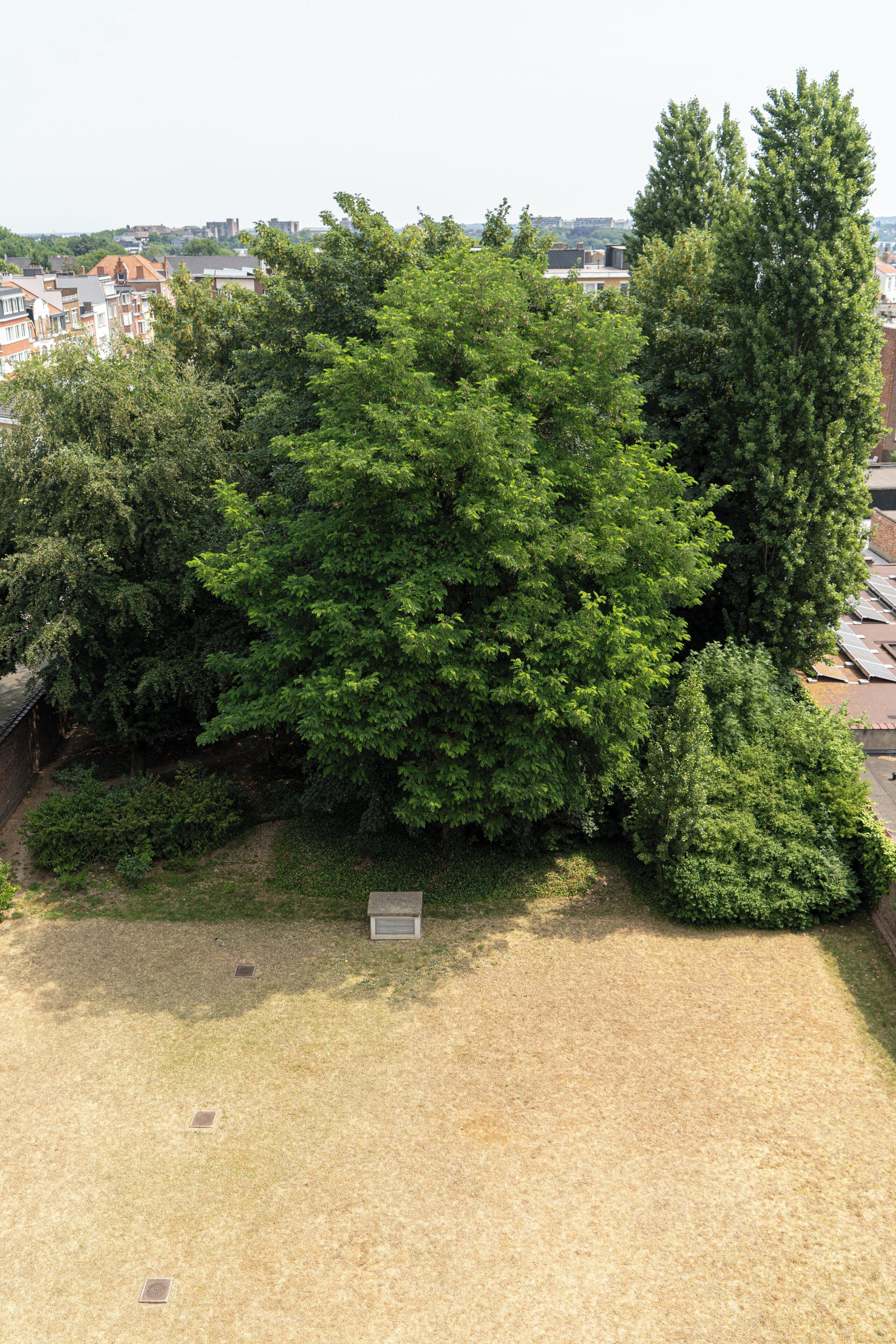 superior studio, 1 king bed | garden view