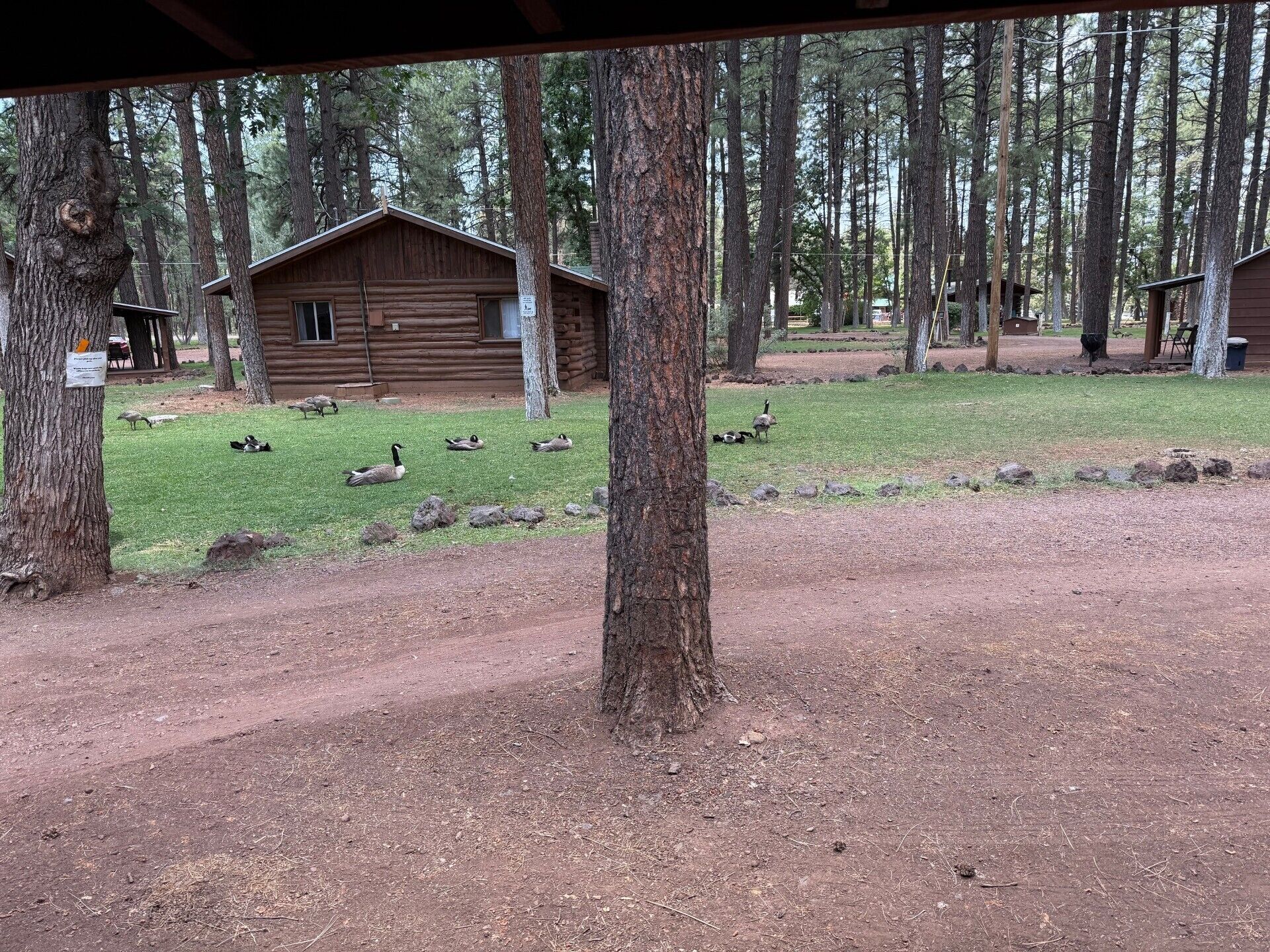 Cabin, 1 Bedroom (Cabin 11 - Duplex with cabin 10) | View from room