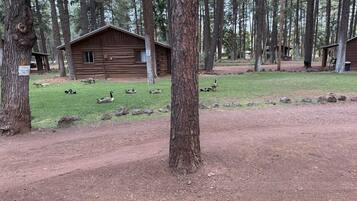 Cabin, 1 Bedroom (Cabin 11 - Duplex with cabin 10) | View from room