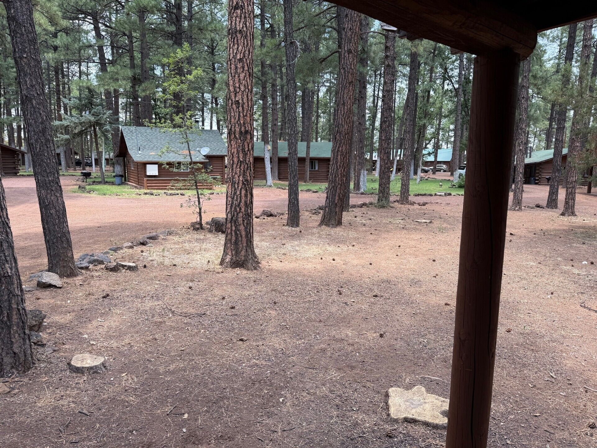A campground with multiple cabins surrounded by tall pine trees.