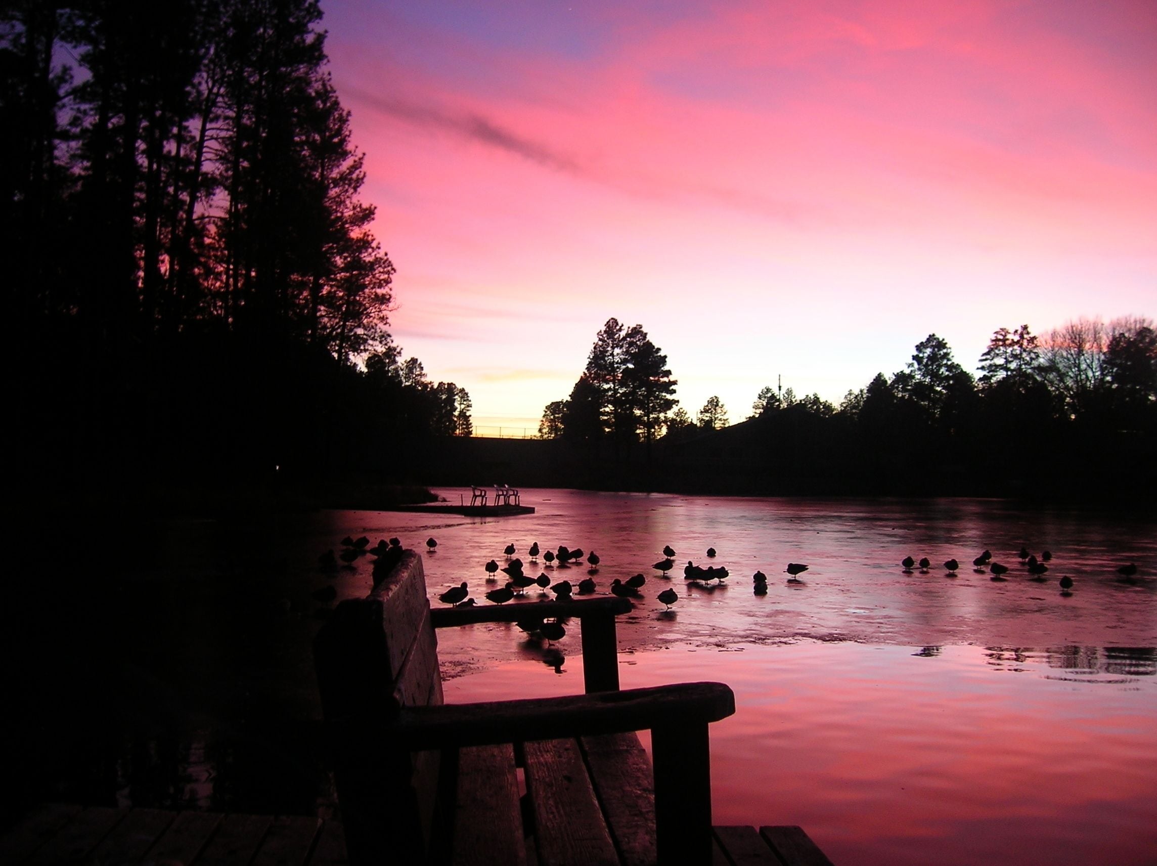 A wooden bench overlooking a calm lake with ducks, surrounded by trees and a sunset sky.