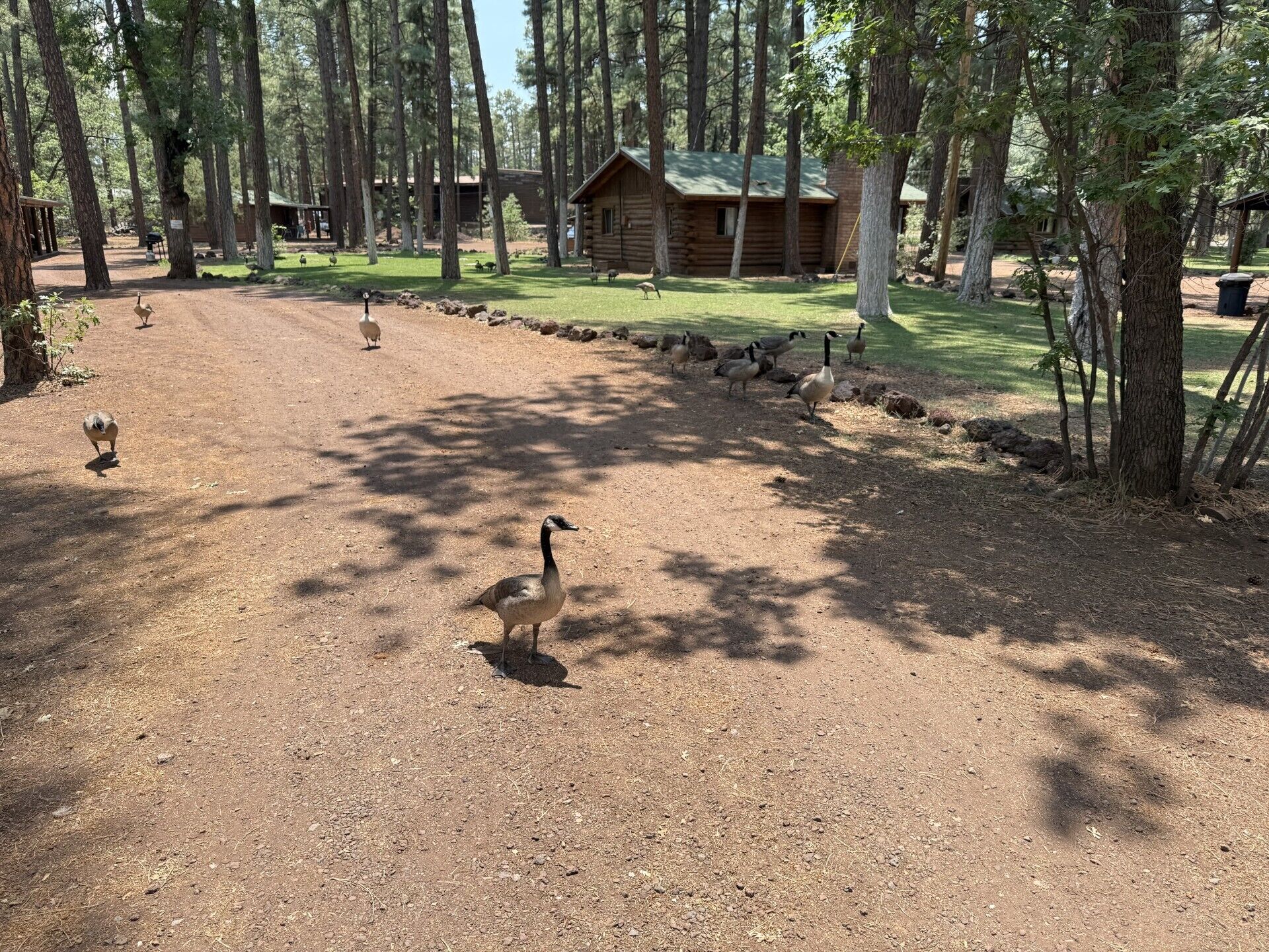Un camping con un sendero de tierra, cabañas de madera y un espacio con césped y árboles.