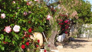 A garden with various flowering plants and trees, including roses and a pine tree. - Cacharel (Saintes-Maries-de-la-Mer)