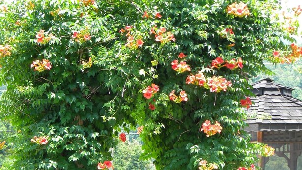A wooden gate with a climbing plant arching over it, surrounded by greenery. - Clarketon Motel (Maggie Valley)