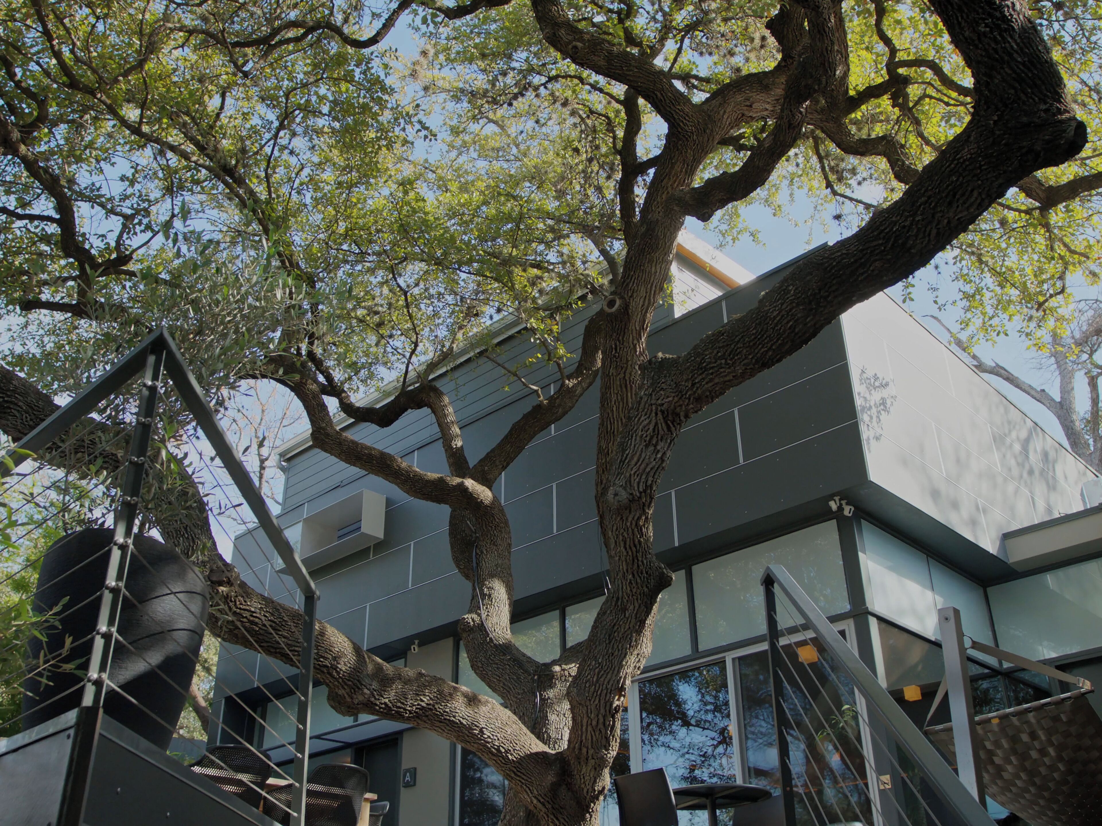 Un albero con una struttura metallica di fronte a un edificio moderno con ampie vetrate e una scala.
