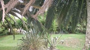 Een tuin met palmbomen en agaveplanten.