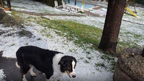 Ein Hund steht auf einem verschneiten Pfad, im Hintergrund befindet sich ein Pool und Liegestühle.