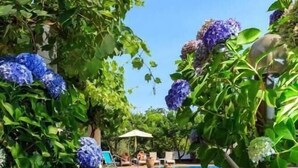 A pool area with a clear view of the pool, surrounded by lush greenery and blue hydrangea flowers. - Villa Fernanda (Massa Lubrense)
