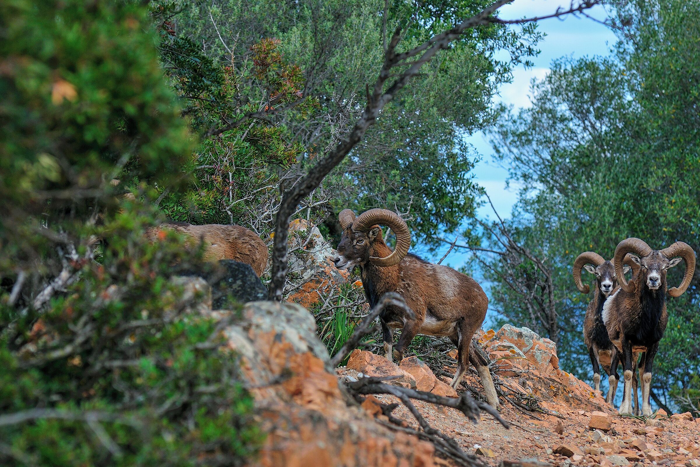 Foto - Arbatax Park Resort - Suites Del Mare