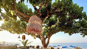 Een terras met tafels en stoelen, een grote boom en uitzicht op zee.