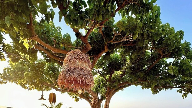An outdoor dining area with tables and chairs, a large tree, and a view of the sea. - Asteria (Zakynthos)