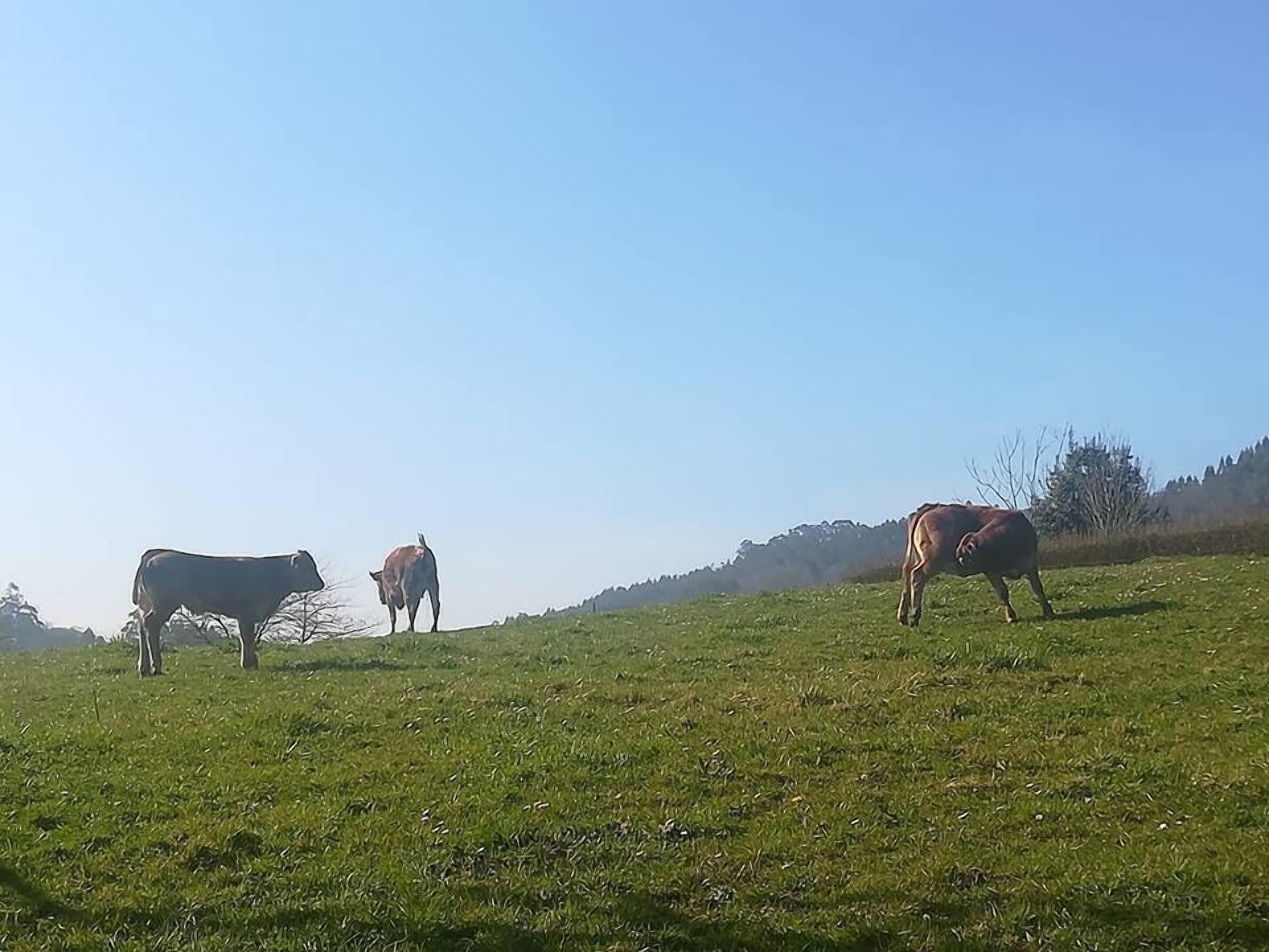 A grassy field with three cows grazing.