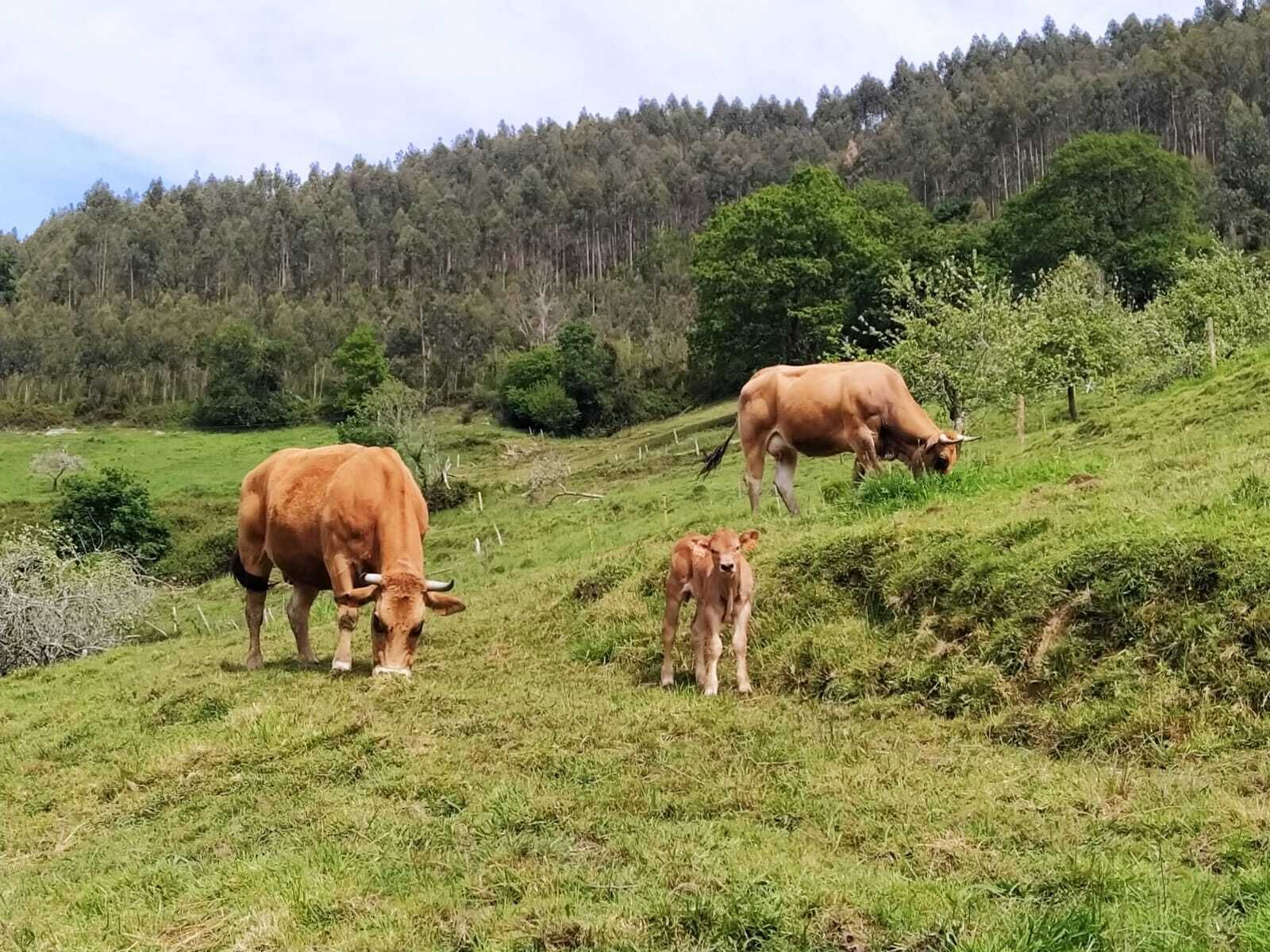 Paisaje rural con dos vacas pastando en una colina cubierta de hierba.