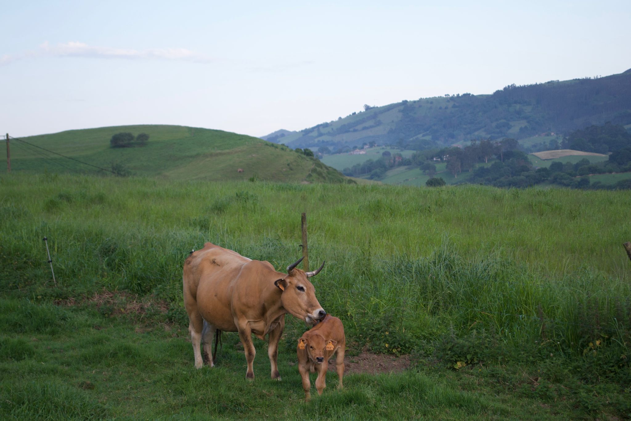 Paisaje rural con una vaca y su ternero en un campo cubierto de hierba.